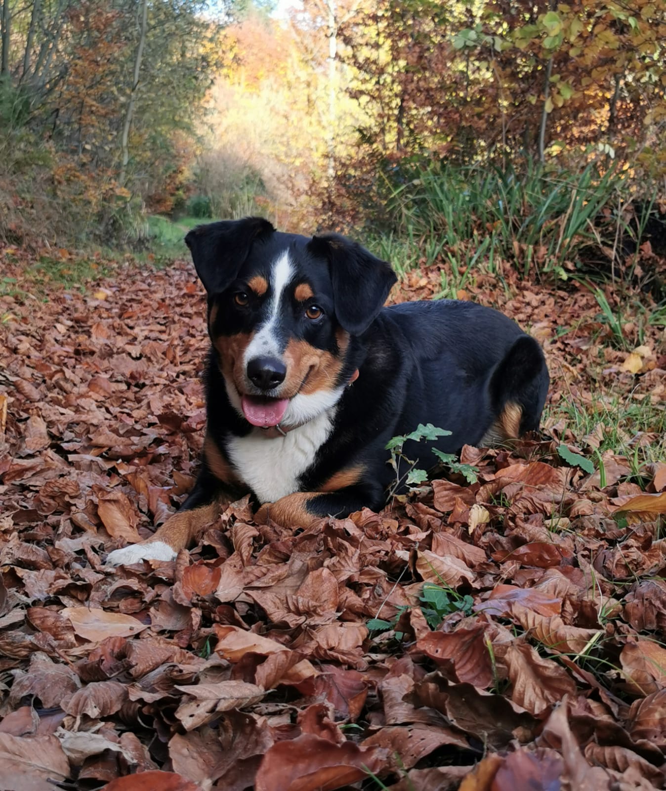 Leyla